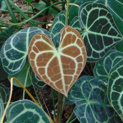 Anthurium (Anthurium clarinervium) - 1 germinated seed