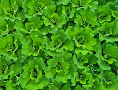 5 Water Lettuce Curley Pond Plants LARGE Plant Floating,NO FLORIDA,READ BELOW