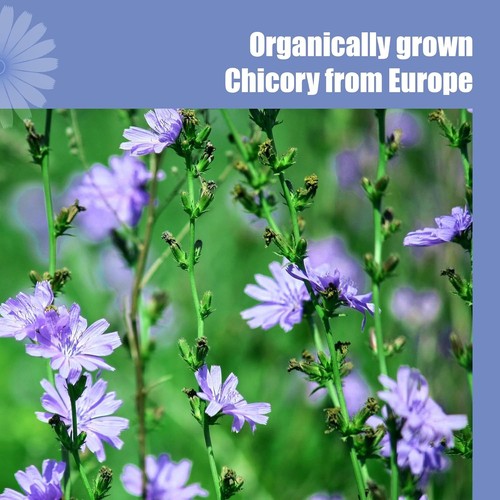 Chicory Coffee 150g - Versatile Organic Coffee Substitute, Healthy Choice - Picture 7 of 12