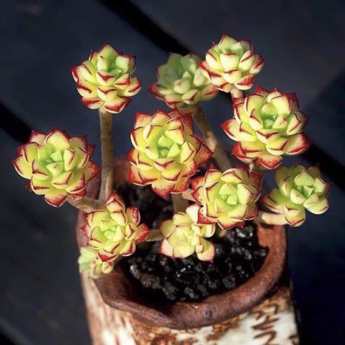 12CM Succulent Plant Echeveria Supia(Multi-Heads)Crassulaceae Beautiful Plant - Picture 6 of 18