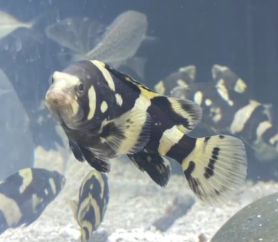 Bumblebee grouper freshwater Clearance