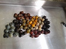 Assorted Color Mystery Snails 12 PACK