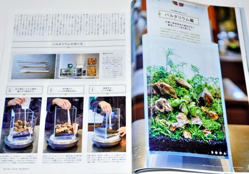 BRUTUS May 15 2025 issue No.1030 BIZARRE Rare PLANTS HANDBOOK from Japan - Picture 13 of 17