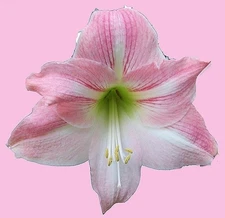 MAGNIFICO AMARYLLIS HIPPEASTRUM Seeds - UNIQUE!! Fresh Seeds!