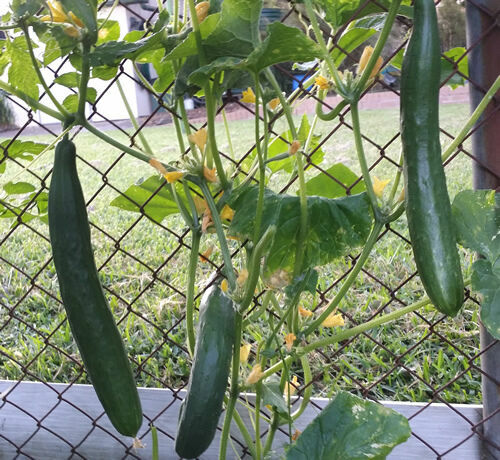 Cetriolo Burpless - Un cetriolo senza acidi che cresce fino a 2 piedi - 5 semi - Foto 2 di 3