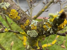 Digital Image Picture Photo Wallpaper: Tree Moss