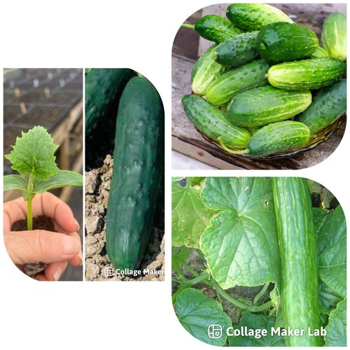 Cucumber Mixed Plug Plants Pack x 6