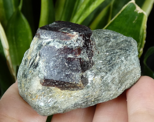 Schöner Granat Almandin Granatenkogel 5x3,5cm Tirol Österreich Mineral Sammlung - Bild 8 von 8