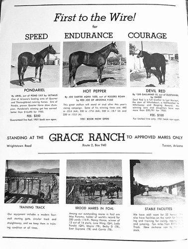 1950 QUARTER HORSE JOURNAL Magazine - PLAUDIT - BLOB JR. - BILL CODY - Picture 2 of 12