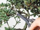 KEIBA Bonsai Nipper LS-007 Kikuwa 1149, Green, 160mm, 60g , Made in Japan