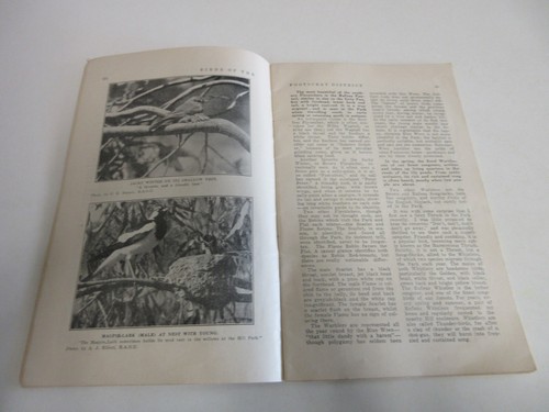 Birds of the Footscray District - Ornithology - Melbourne - 48 Pages - 1939 - Bild 9 von 24
