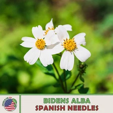 100 Spanish Needles Seeds, Bidens alba, Native Wildflower, Pollinator Attractor