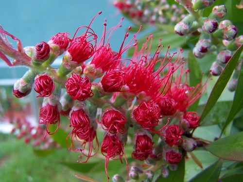 NATIVE BIRD/WILDLIFE-SHRUB/TREE SEED PACK-8 x PACKETS-CONSERVATION-FLOWER GARDEN - Picture 5 of 24
