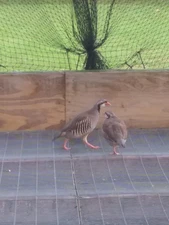 57+ Fertile Chukar Partridge Hatching Eggs