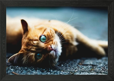 Orange Katze Gerahmtes Wandbild Poster Leinwanddruck Bild