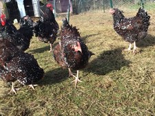 SPECKLED SUSSEX  X 6 LF 