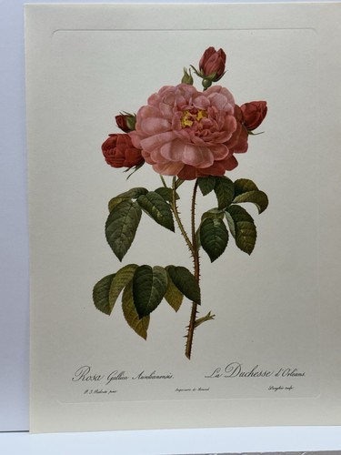 P.J Redouté Les Roses Conjunto de 18 impresiones de arte botánico de ilustraciones originales - Imagen 10 de 23
