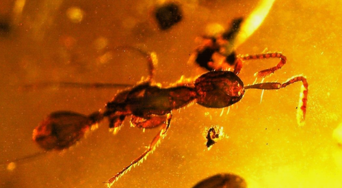Bernstein mit LIBELULA, FLIEGE, MÜCKEN, AMEISE, SPINNE. Versteinert, 30 grs - Bild 11 von 13