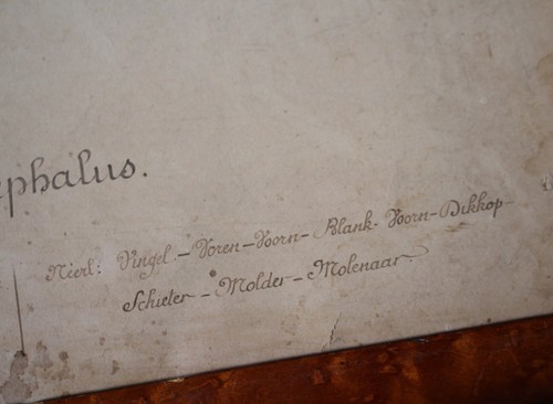 19th Century French Hand Penned Fish Housed in Maple Frames Curio Taxidermy - Picture 4 of 16