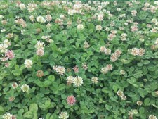  On Backorder Renovation Clover Seed