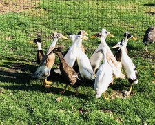 Bruteier - Laufenten bunt mit Haube