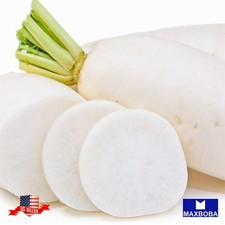 240 Daikon Radish Organic Cover Crop Seeds Non-GMO BOGO 50 OFF