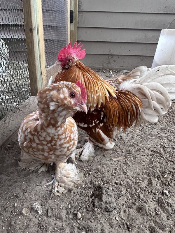 10 💕d'Uccle Fertile Egg Golden Neck