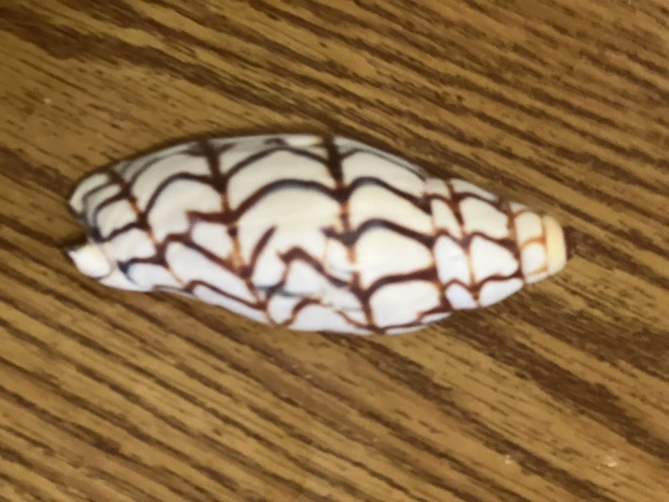 Voluta bednalli (Bednall’s Volute Shell) Foto 2 de 3