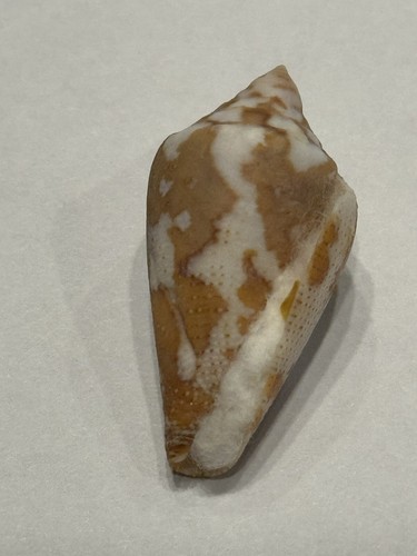 Conus ( Tenorioconus ) monicae F +++ 34.24 mm Malmok Beach Aruba. - Picture 4 of 4