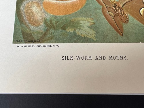 Chromolithograph Circa 1880's L. Prang/Selmar Hess - SILK WORM and MOTHS - Picture 5 of 6