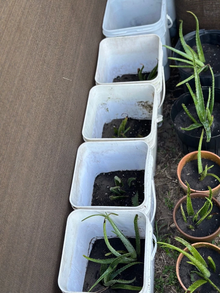 2 Aloe Vera Plants in Food Grade Buckets For Sale - Image 2 of 3