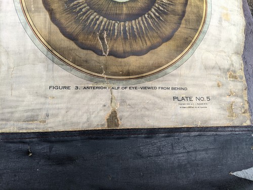 1918 A. J. Nystrom Co. American Frohse Anatomical Chart Human Ear & Eye Science - Picture 15 of 20