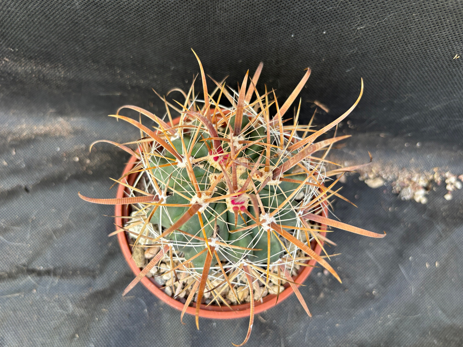 Foto 15 di 20