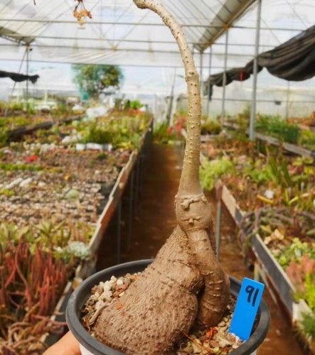 Raro Cyphostemma elephantopus Desc. WYSIWYG semilla cultivada Caudex Boutique - Imagen 2 de 12