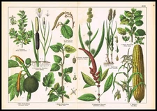1887 Botanical Chromolithograph – Corn (Zea Mays), Breadfruit & Amaranth