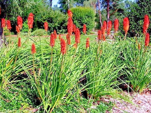 20 "RARE DWARF" FIRE DANCE Torch Lily Flower Seeds Kniphofia hirsuta Hardy Plant - Picture 11 of 11