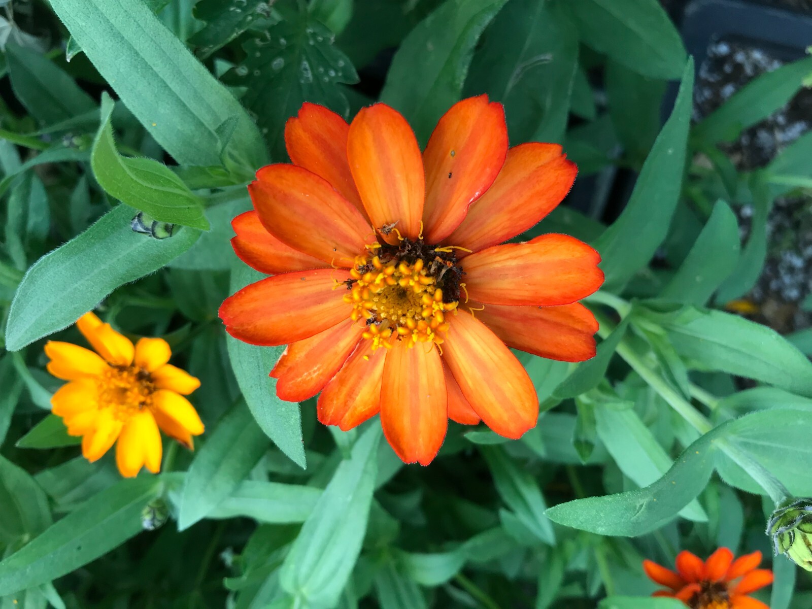 30 seeds Zinnia Profusion Mix colors +gift eBay