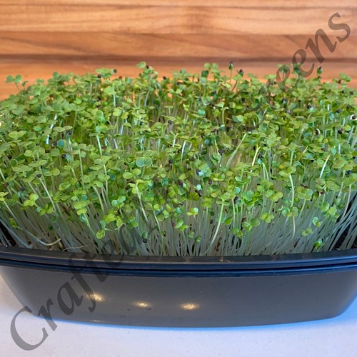 Semillas de brócoli Spigarello sin tratar no transgénicas 250+, 500+, 1000+, 3000+ semillas - Imagen 3 de 20