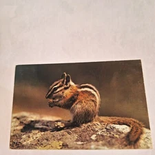 Postcard The Chipmunk Sitting Eating Nut Chrome Unposted
