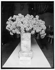 [Indianapolis carnation, American Carnation Society Exhibition, Detroit, Mich.]