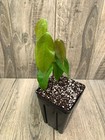 Plinia renatiana - ULTRA RARE — photo 7