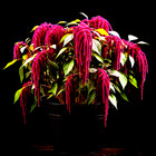 2000+ Amaranth Seeds Love Lies Bleeding Spring Flower Garden Heirloom Non-Gmo Us