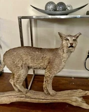 Rare Bobcat Full Body Wall Mount Custom Wood Base Taxidermy Cabin Decor .