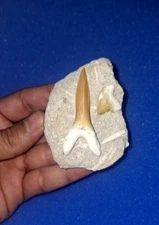 Scapanorhynchus Shark Teeth Goblin Ancient Treasures From The Age Of Dinosaurs