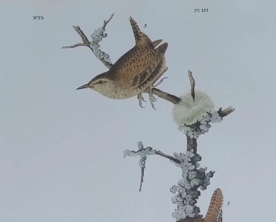 Placa de livro Audubon Octavo 1ª edição Winter Wren Pl 121 Birds of America impressão - Imagem 3 de 4