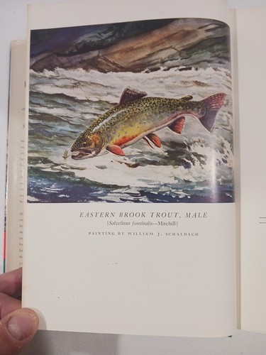 Trout Ray Bergman 1965 Hardcover Vintage Fly Fishing Book Fisherman’s Bible - 第 6/24 張圖片