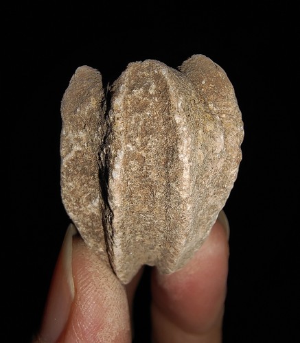 04 ECHINODERMATA BLASTOIDE, DELTOBLASTUS TIMORENSIS DE TIMOR INDONESIA, 30 MM - Imagen 3 de 7