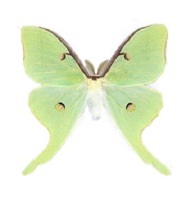 Actias Luna One Real Green Lunesta Moth Saturniidae Unmounted Wings Closed Ebay
