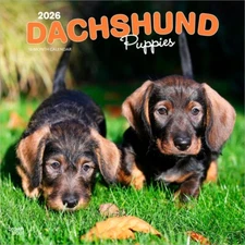 Dachshund Puppies | 2026 12x24" Square Wall Calendar | Plastic-Free