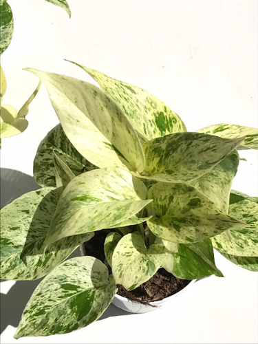 Snow Queen Pothos cutting (x2),Snow Queen Variegated Pothos plant cutting x2 - Picture 5 of 12